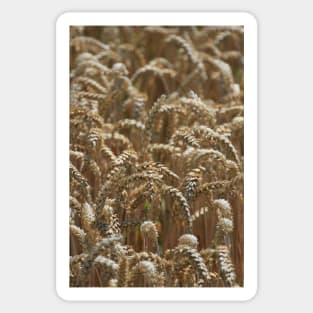 Wheat (portrait) Sticker